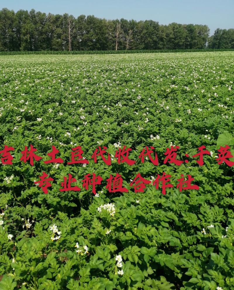 黄金薯，尤金，杠三七，荷兰系列，延薯四杠二土豆，大量上市