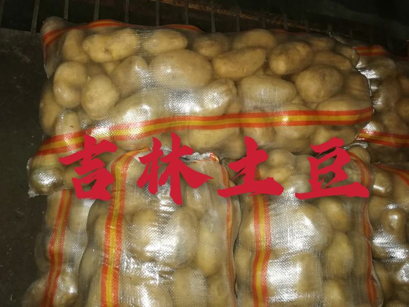 黄金薯，尤金，杠三七，荷兰系列，延薯四杠二土豆，大量上市