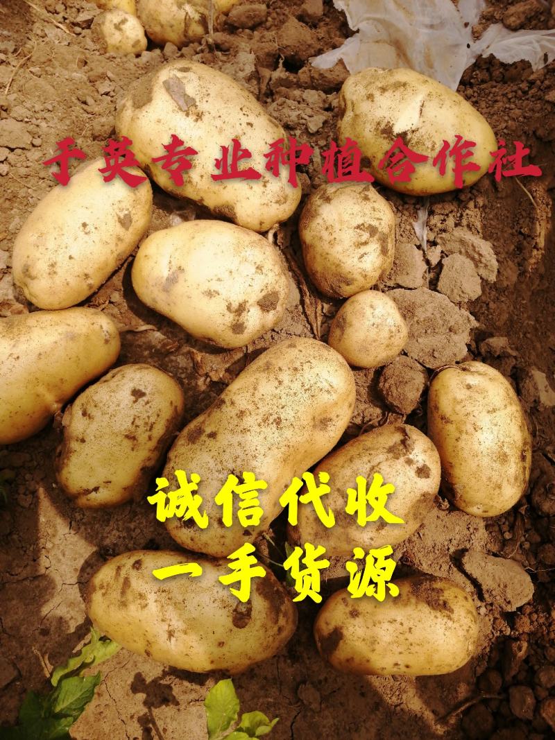黄金薯，尤金，杠三七，荷兰系列，延薯四杠二土豆，大量上市