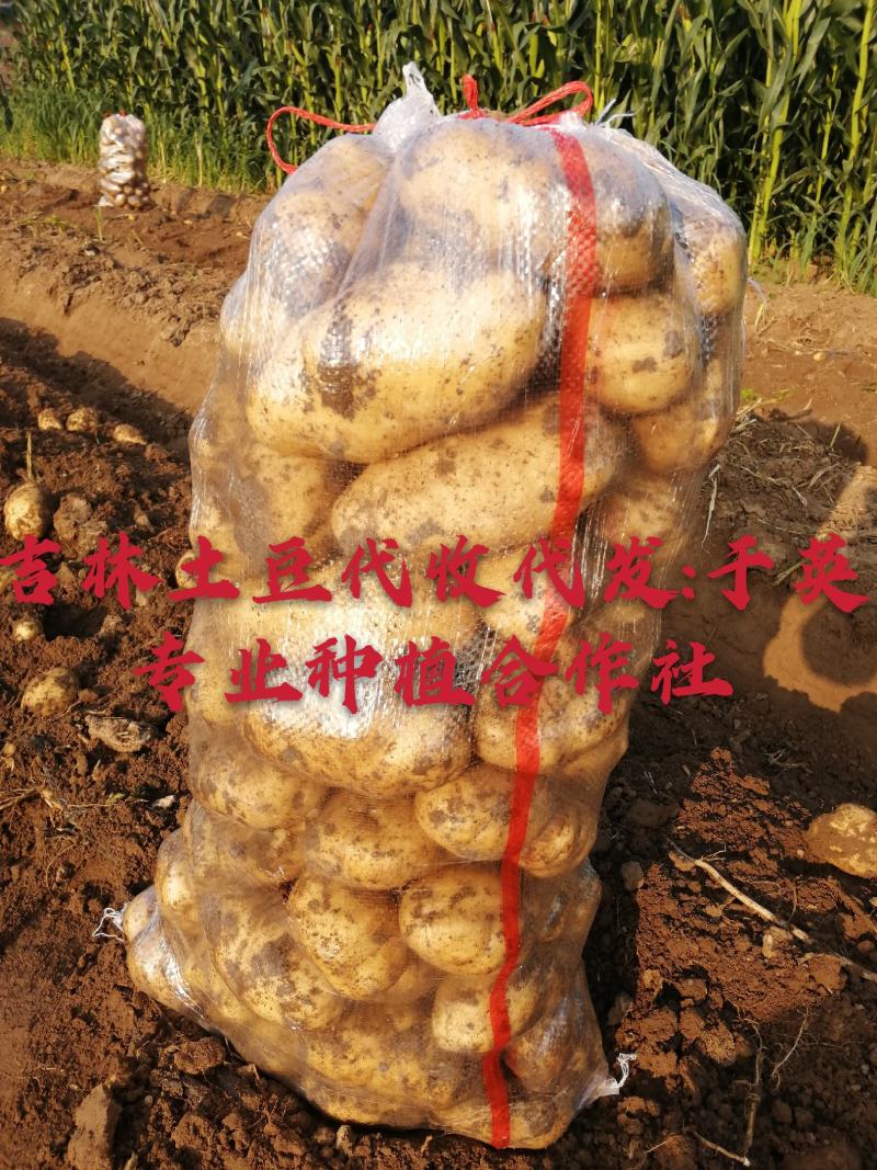 黄金薯，尤金，杠三七，荷兰系列，延薯四杠二土豆，大量上市