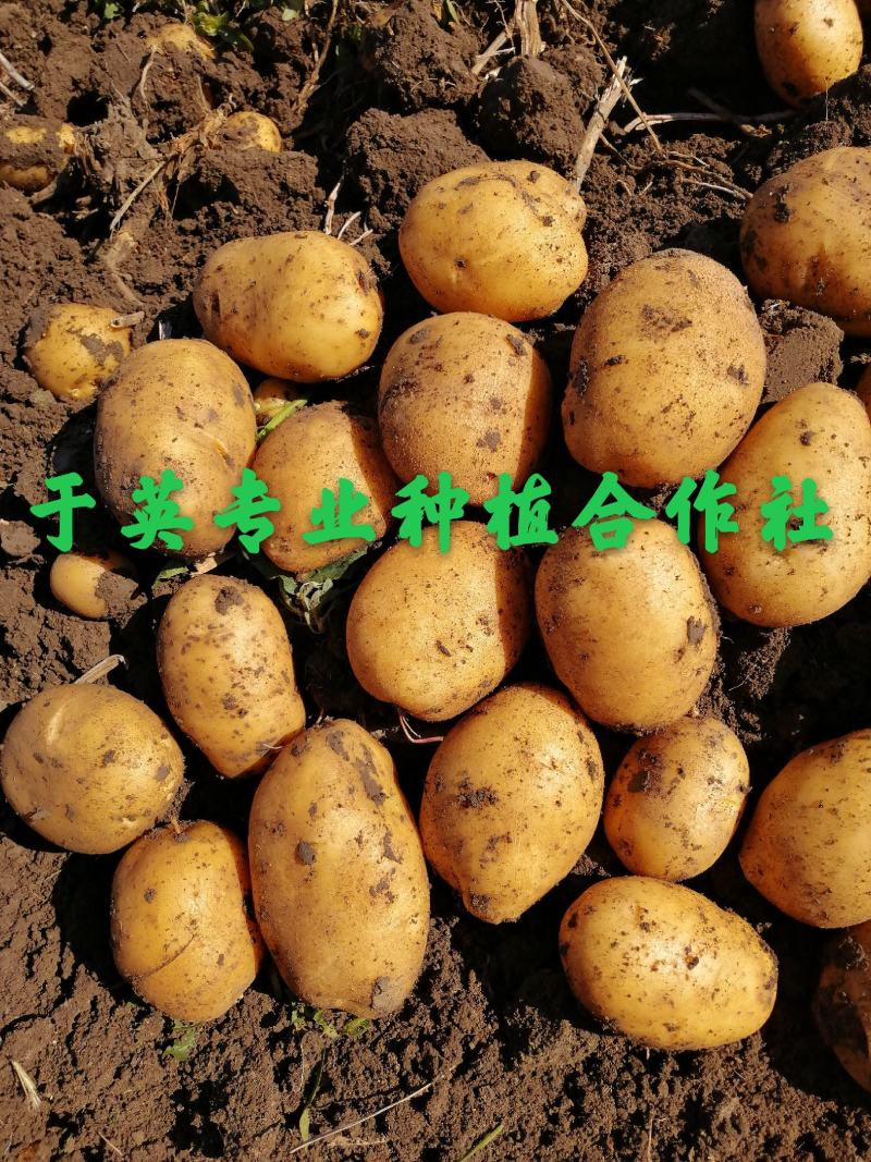 黄金薯，尤金，杠三七，荷兰系列，延薯四杠二土豆，大量上市