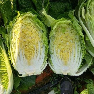 精品黄心大白菜，高原夏菜，陆续上市，需要老板联系