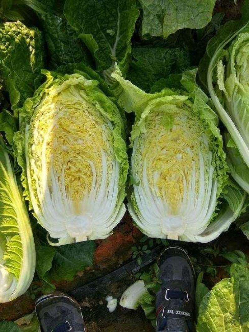 精品黄心大白菜，高原夏菜，陆续上市，需要老板联系