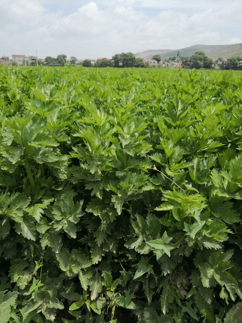 大西芹，砍头芹菜，3-6斤大货，需要老板联系了