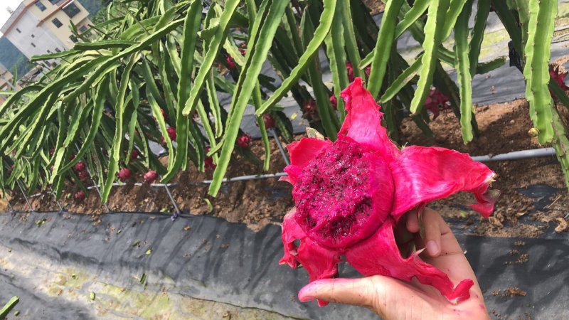 火龙果基地直供，代发仓储能力强，欢迎骚扰