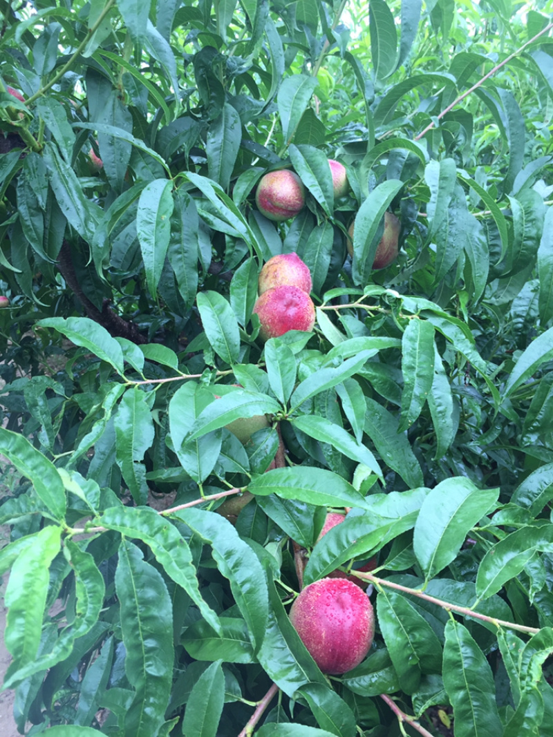 油桃杠9离核