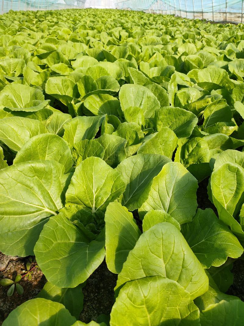 油菜--商超品质精选小青菜基地直发常年不断货