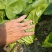 油菜--商超品质精选小青菜基地直发常年不断货