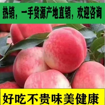 红不软毛桃[沙地水果]上市了[产地直供]真甜