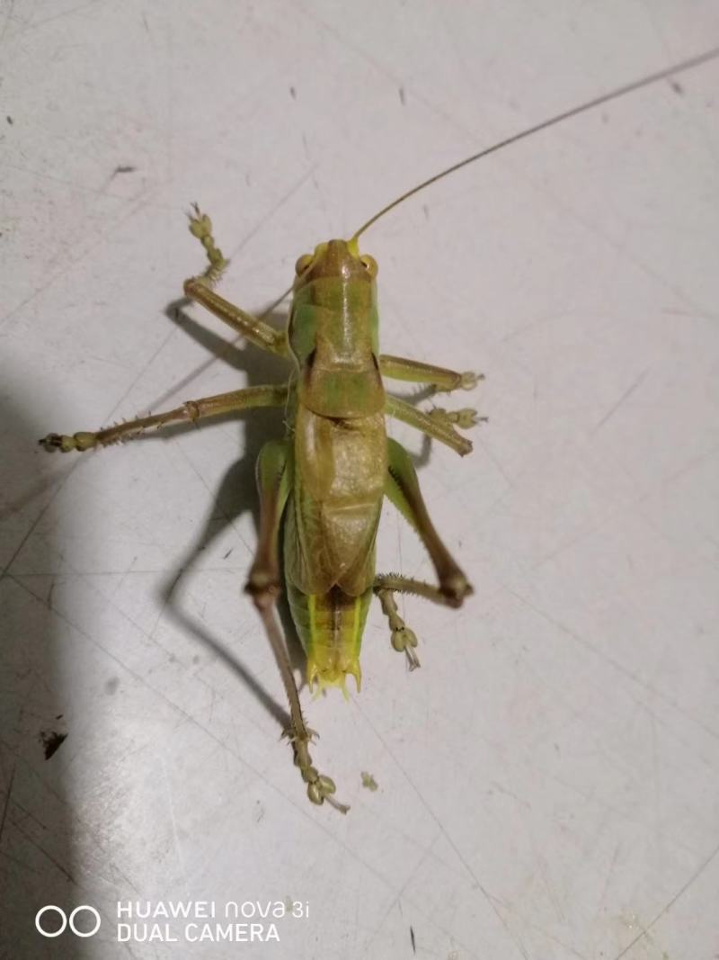 蝈蝈批发零售量大从优