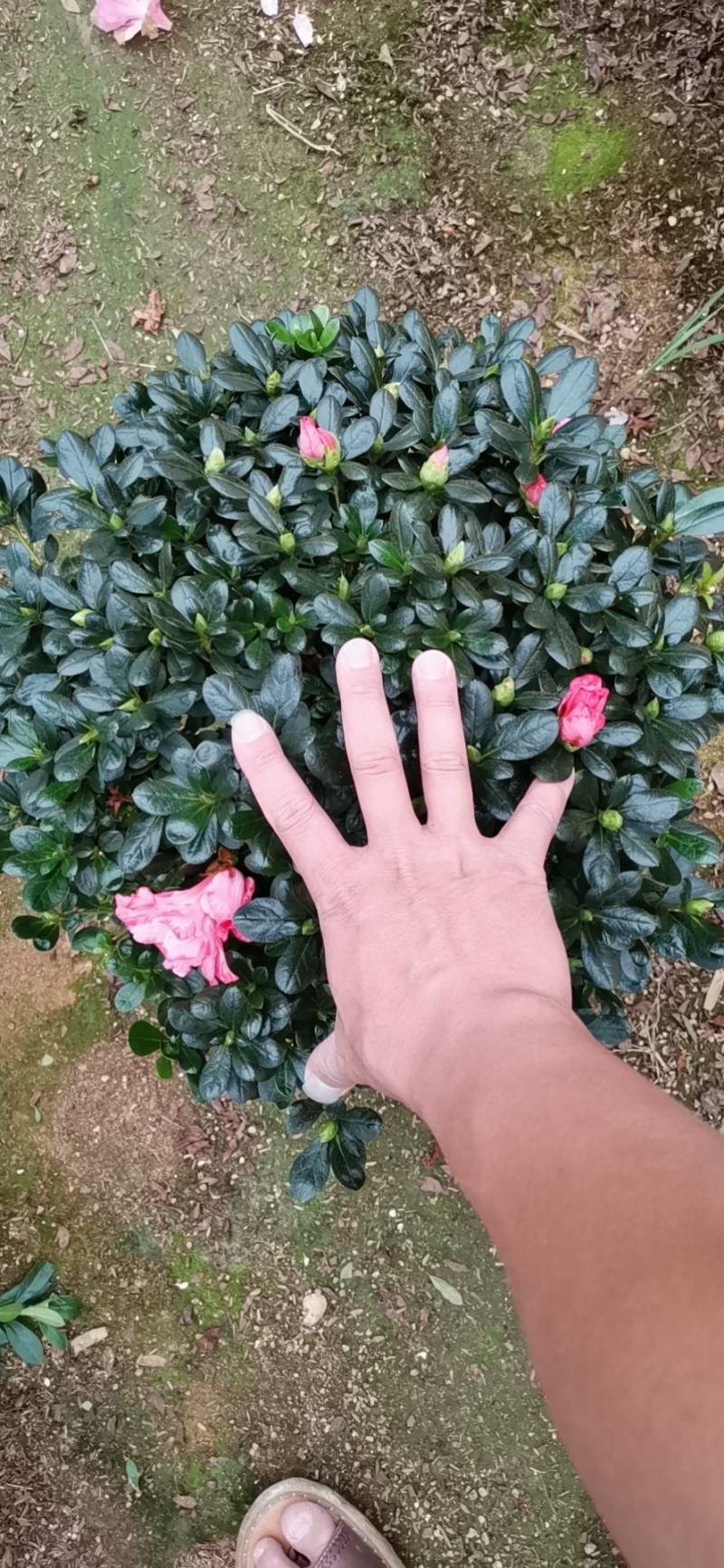 樱桃红杜鹃