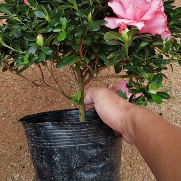 樱桃红杜鹃