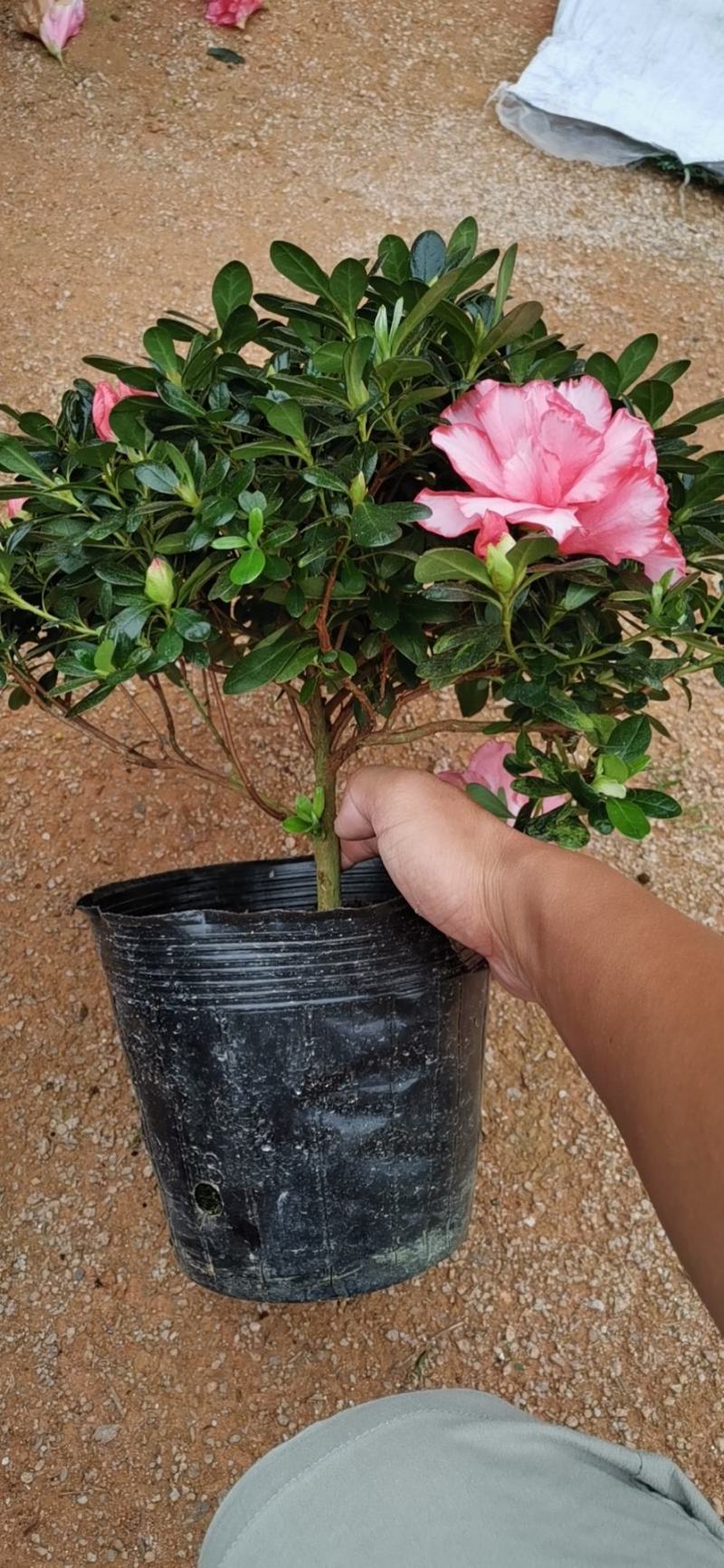 樱桃红杜鹃