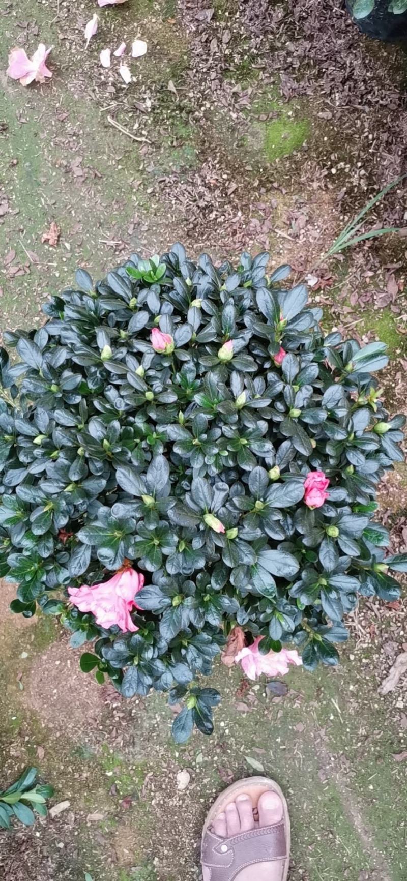 樱桃红杜鹃