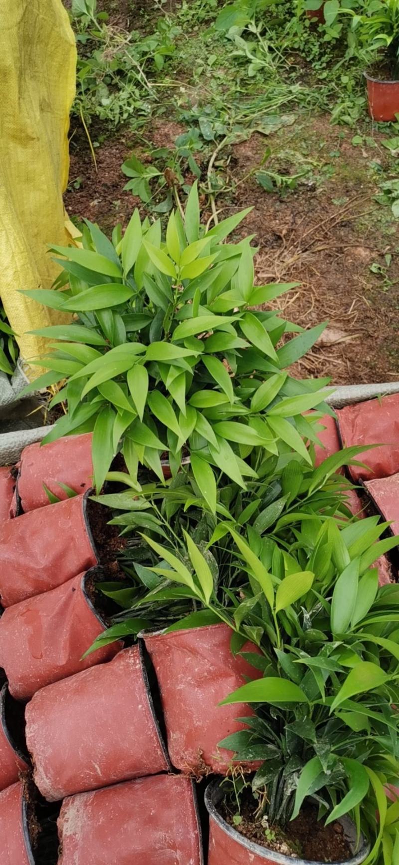 长寿竹，驱蚊，有香味，绿化租摆生命力强