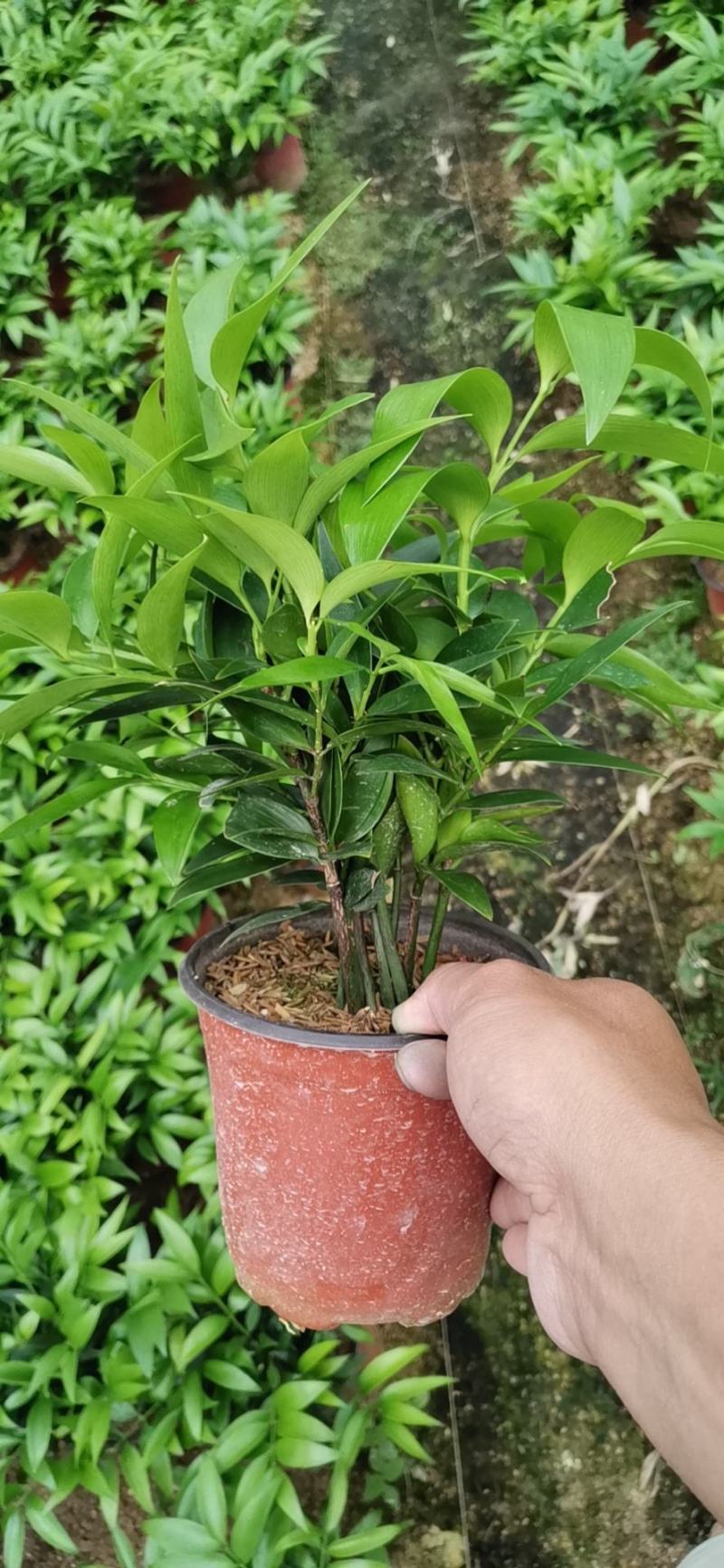长寿竹，驱蚊，有香味，绿化租摆生命力强