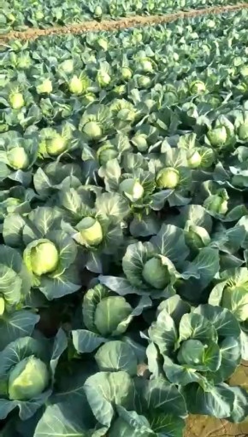 【好货推荐】甘蓝，精品圆包菜，万亩产地直供一手货源