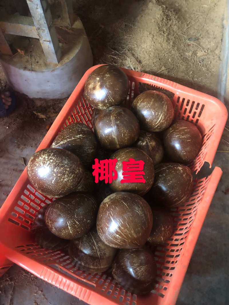 越南、海南本地40公分起大毛椰、椰皇厂家直销