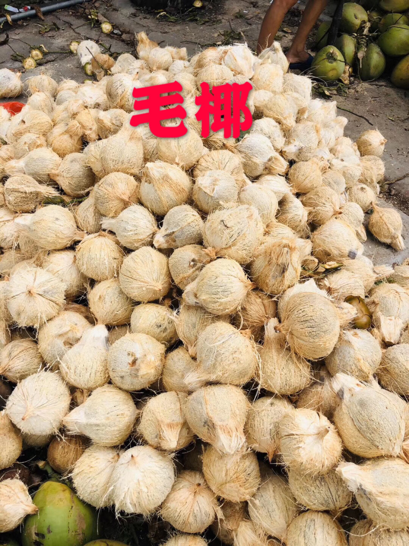 越南、海南本地40公分起大毛椰、椰皇厂家直销