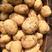 【优质】黄心土豆，尤金早熟品种，晚熟品种，产地直发