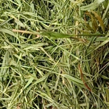 竹叶青，常年批发供应药食同源竹叶青中药材