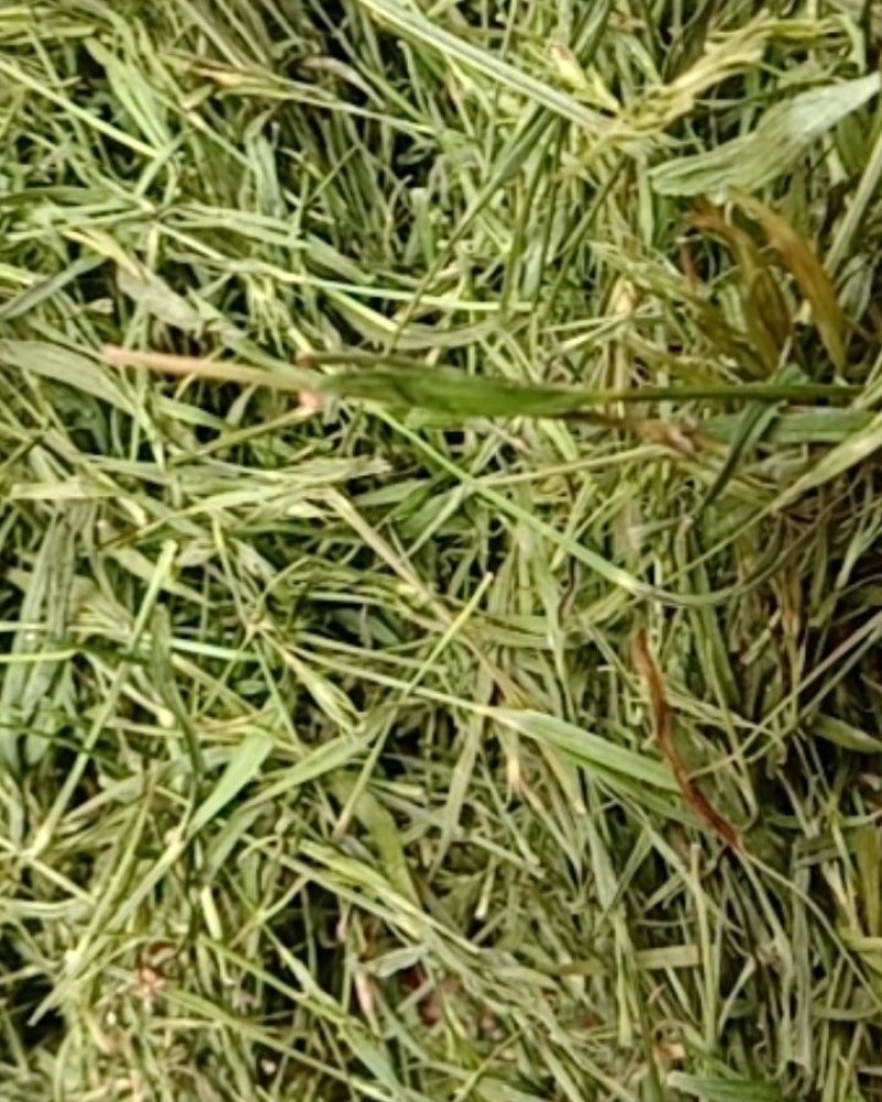 竹叶青，常年批发供应药食同源竹叶青中药材
