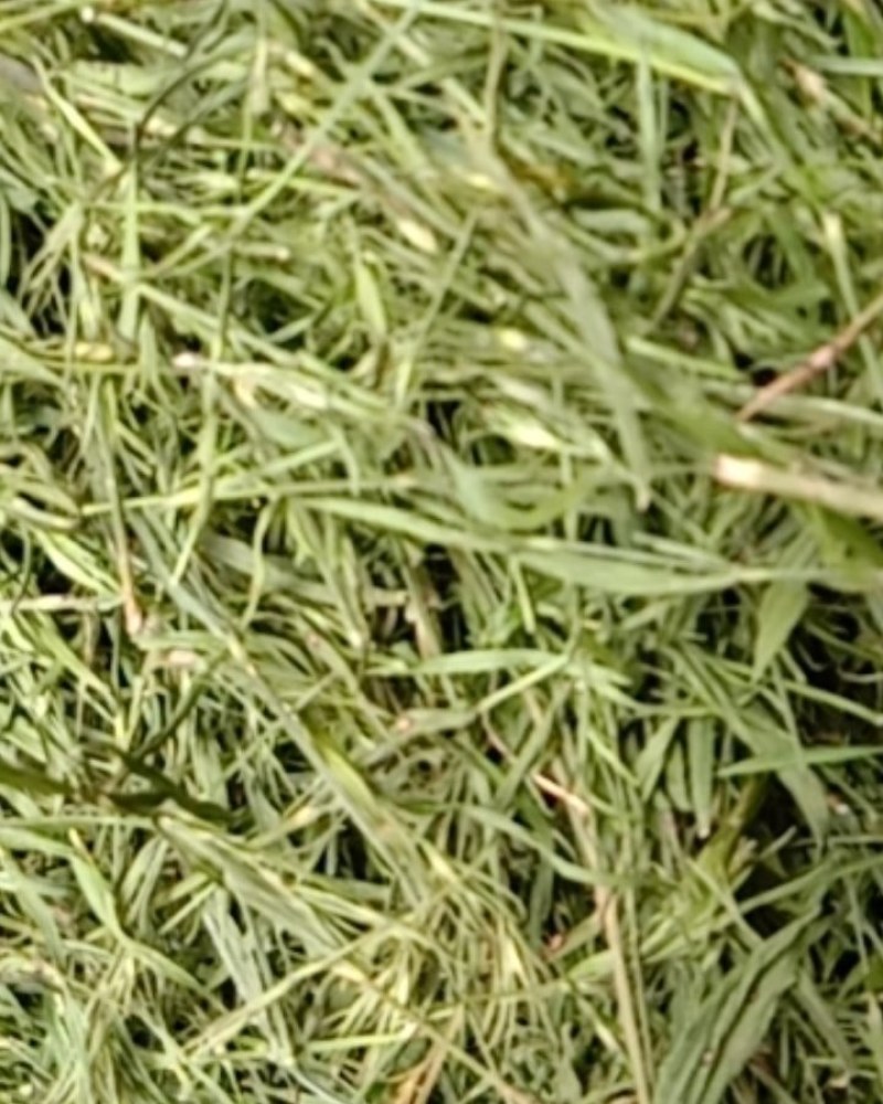 竹叶青，常年批发供应药食同源竹叶青中药材