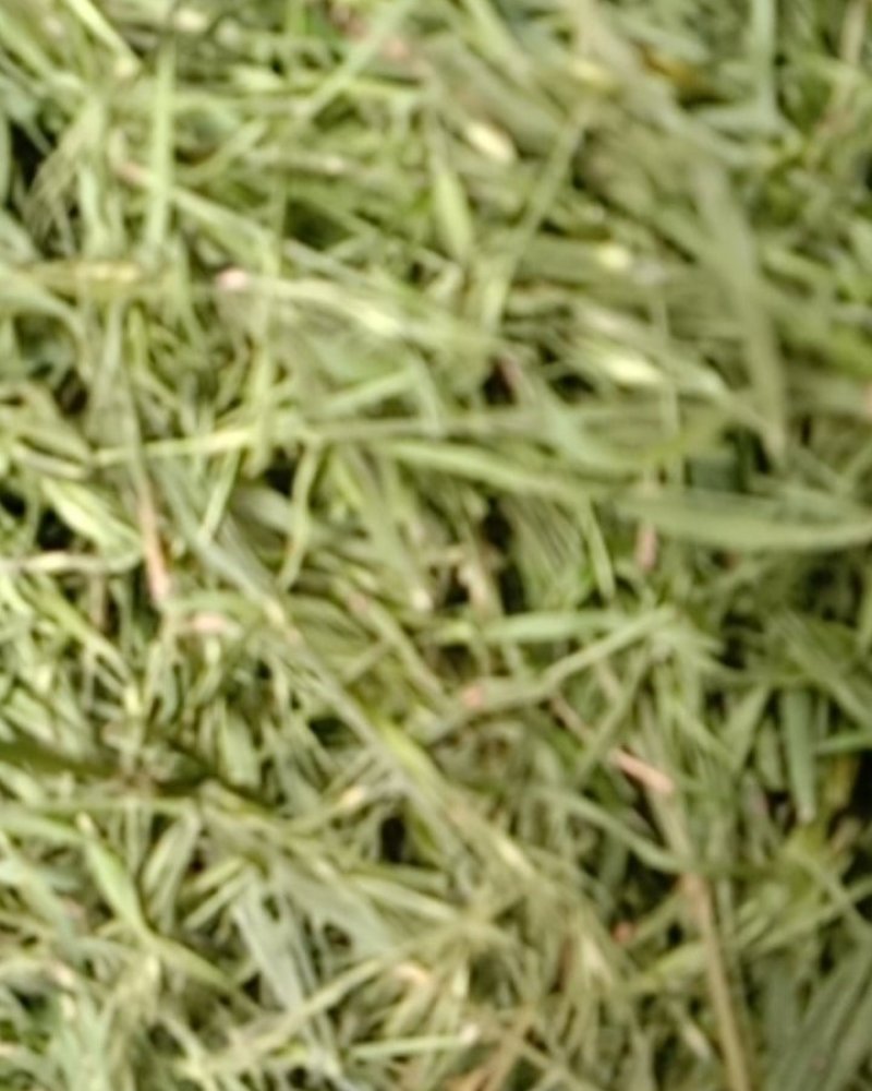 竹叶青，常年批发供应药食同源竹叶青中药材