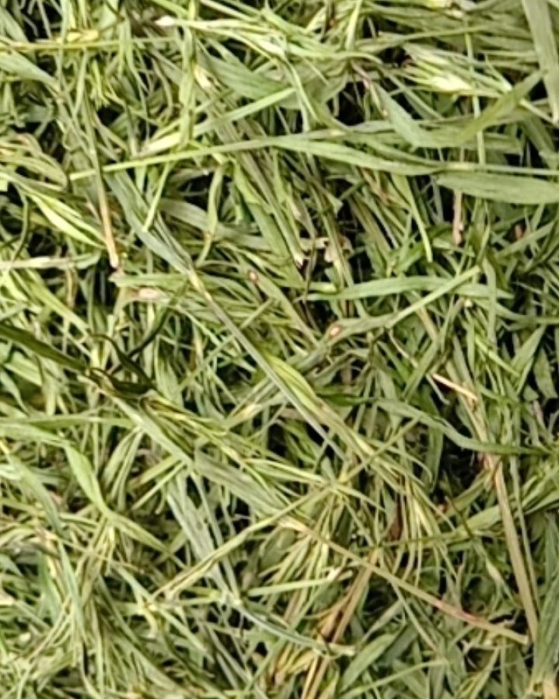 竹叶青，常年批发供应药食同源竹叶青中药材