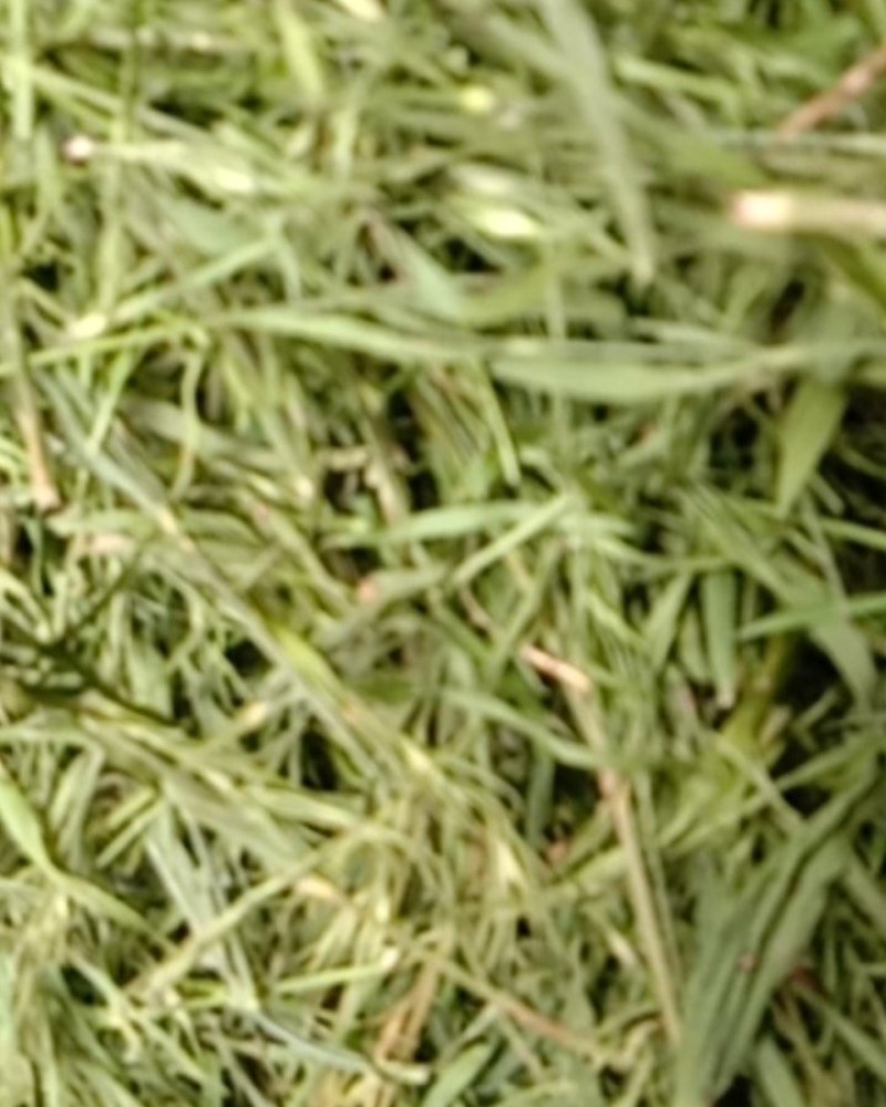 竹叶青，常年批发供应药食同源竹叶青中药材