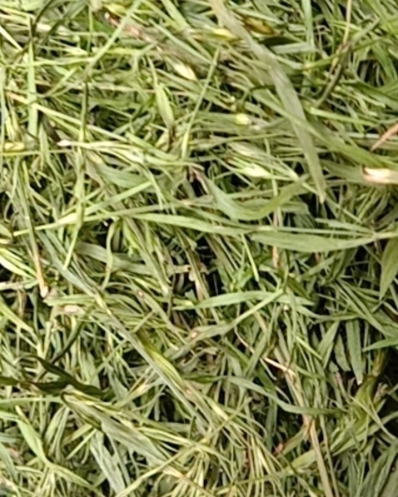 竹叶青，常年批发供应药食同源竹叶青中药材