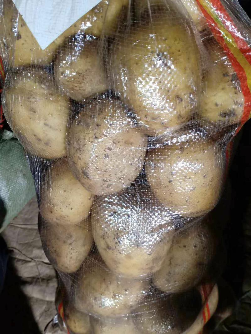 【优质】土豆品种多样价格低量大质优〔常年供应〕