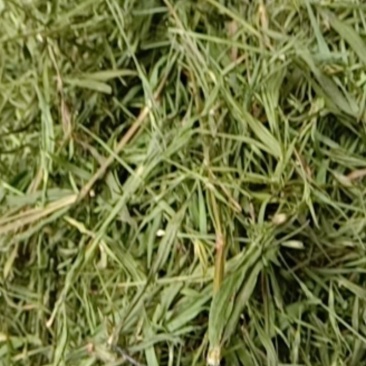 竹叶青，常年批发供应药食同源竹叶青中药材