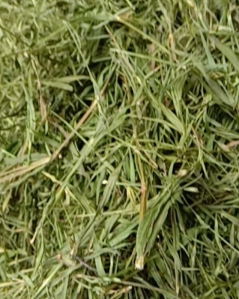 竹叶青，常年批发供应药食同源竹叶青中药材