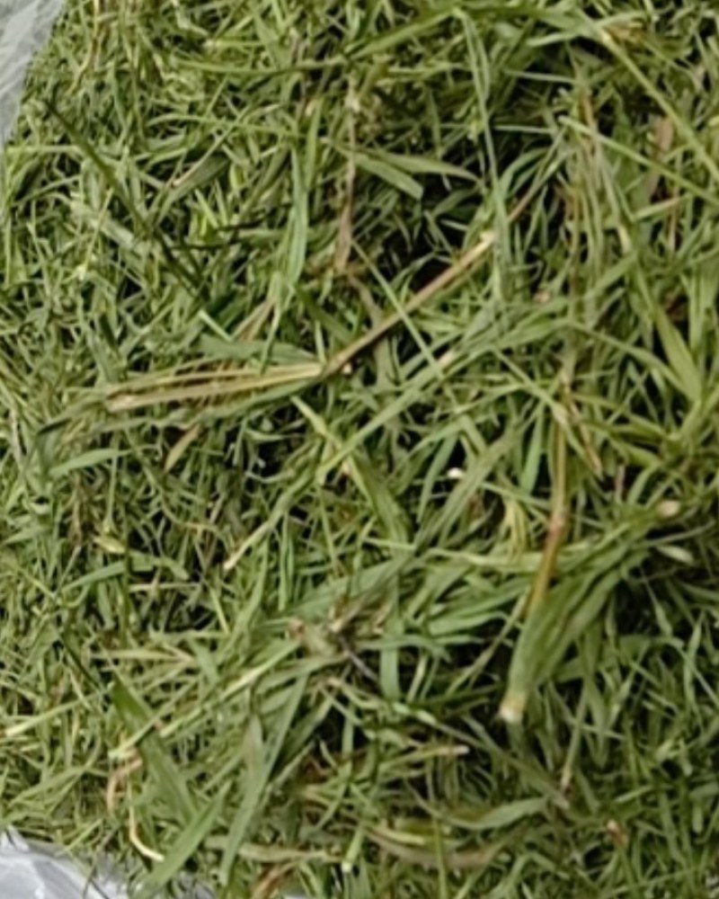 竹叶青，常年批发供应药食同源竹叶青中药材