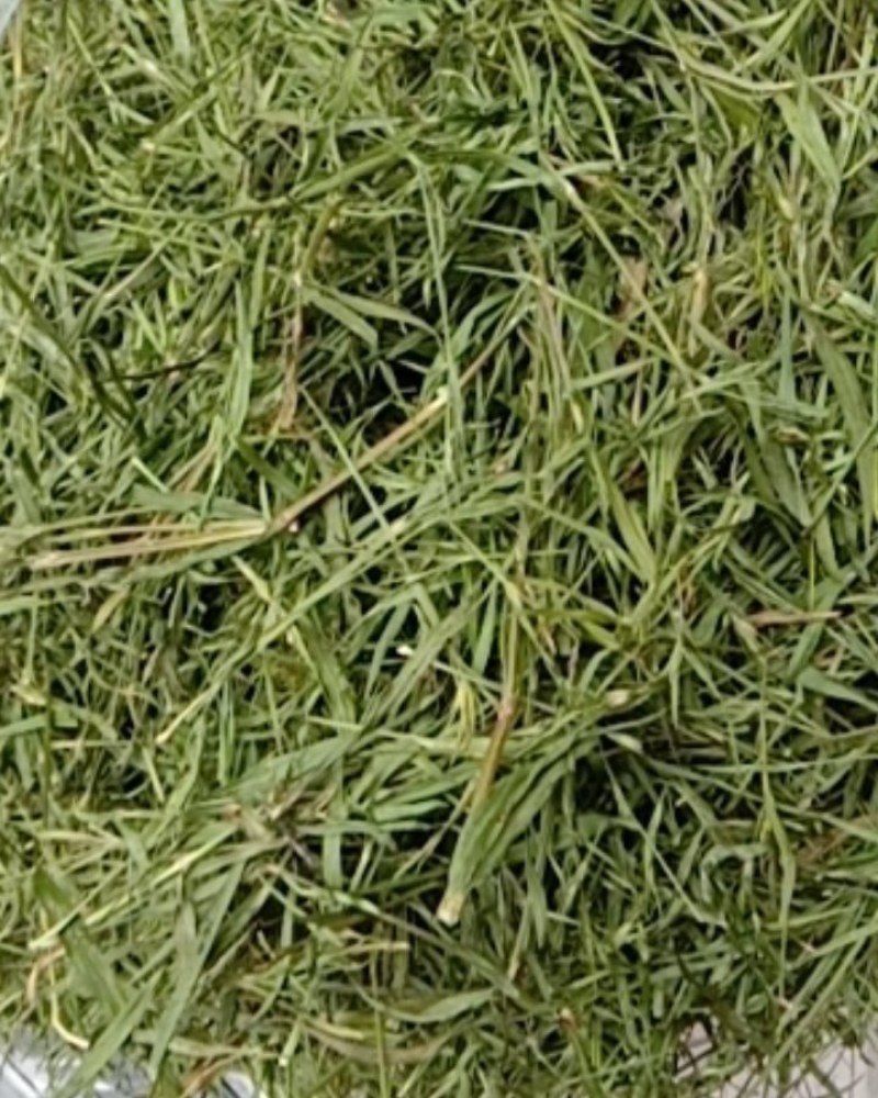 竹叶青，常年批发供应药食同源竹叶青中药材