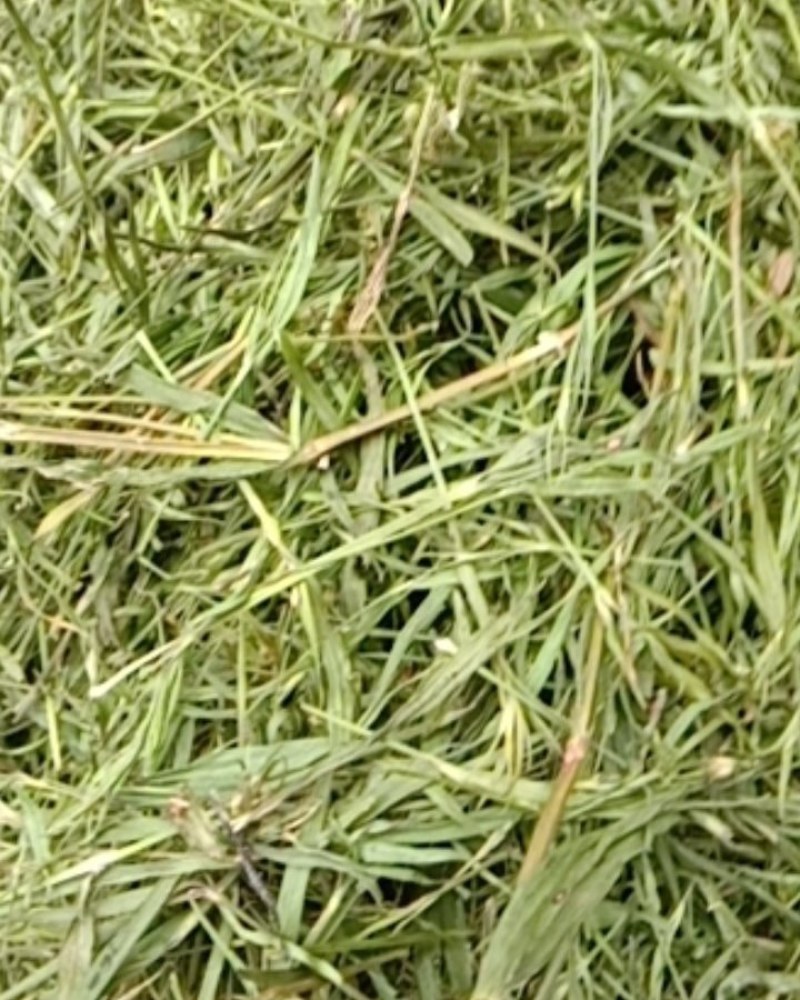 竹叶青，常年批发供应药食同源竹叶青中药材