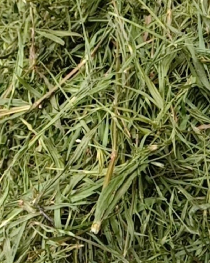 竹叶青，常年批发供应药食同源竹叶青中药材