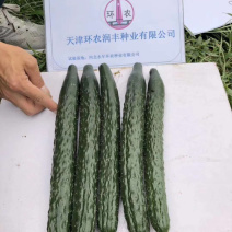 耐热黄瓜种子露地绿肉绿皮黑油亮型黄瓜种子春夏秋可种