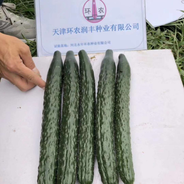 耐热黄瓜种子露地绿肉绿皮黑油亮型黄瓜种子春夏秋可种