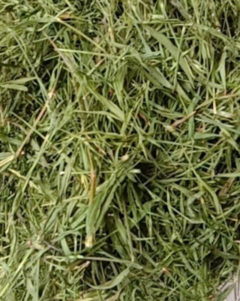 竹叶青，常年批发供应药食同源竹叶青中药材