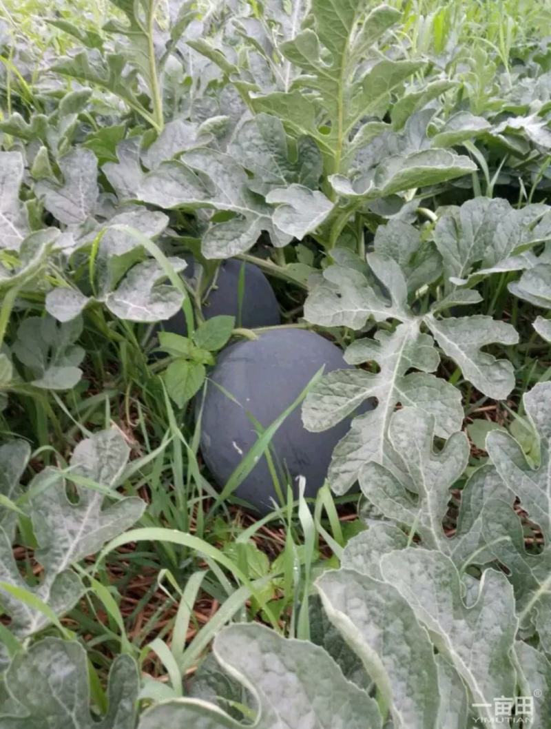 八宝黑皮无籽西瓜8斤打底9成熟1茬自生苗，糖度13