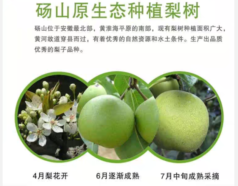 砀山梨应季水果整箱酥梨翠甜多汁养肺润肺