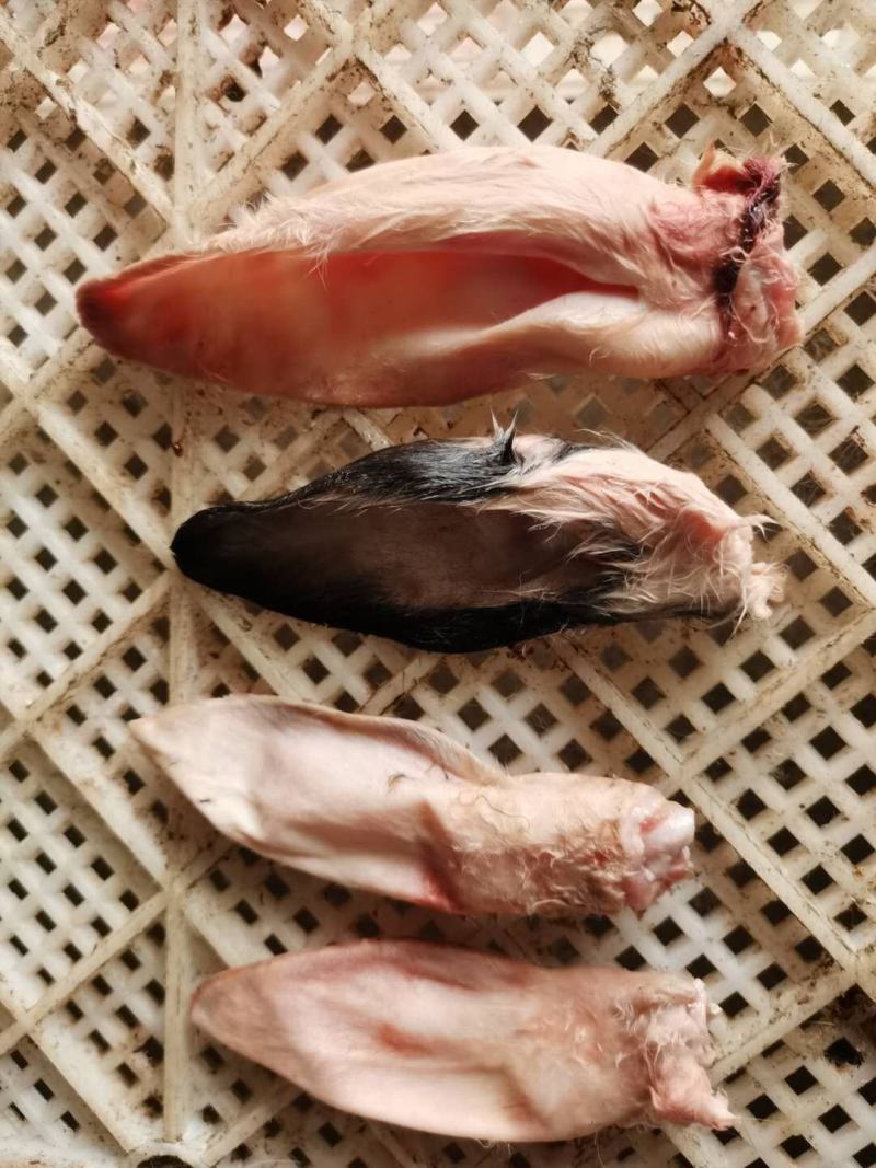 兔头，兔耳，兔腿，兔排，兔肉全国各地均可发货