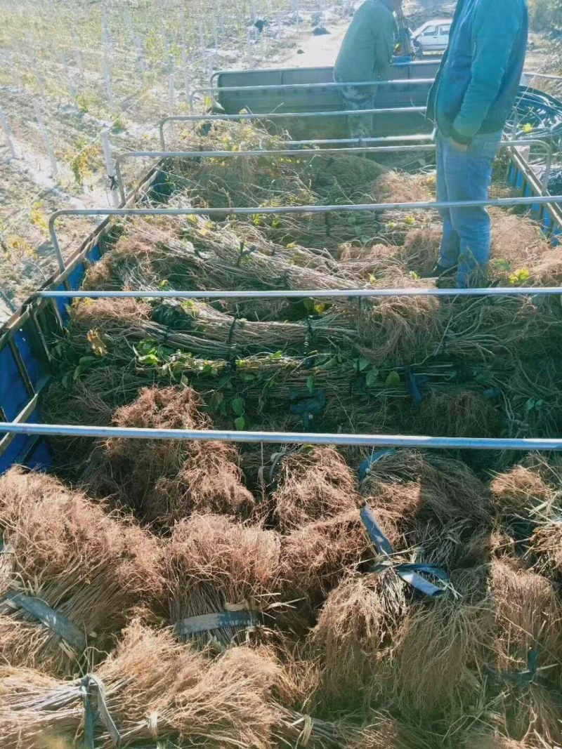 红阳，龙成二号，米良一号，金魁，海沃德，新西兰佳沛，