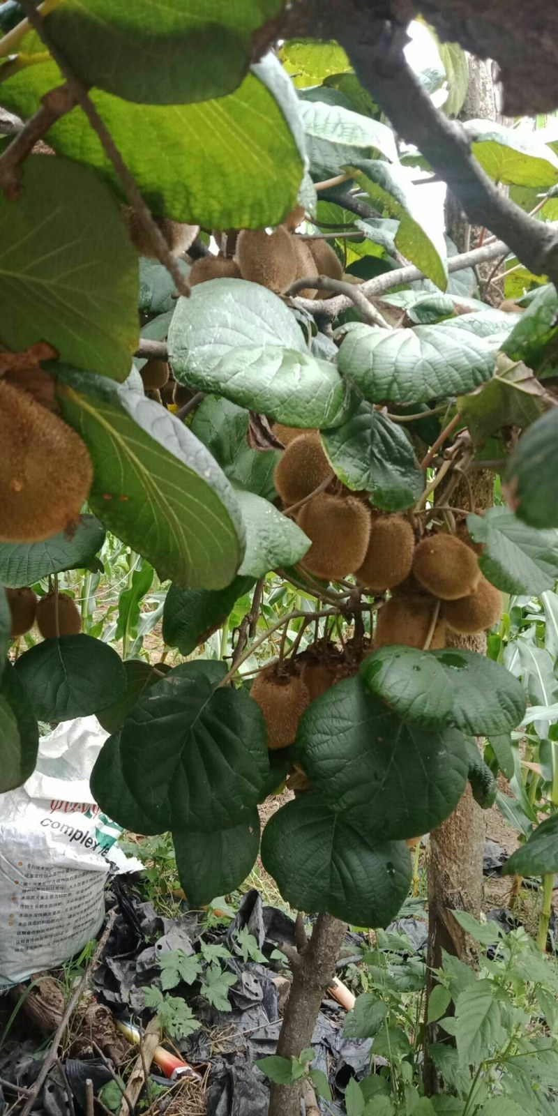 红阳，龙成二号，米良一号，金魁，海沃德，新西兰佳沛，