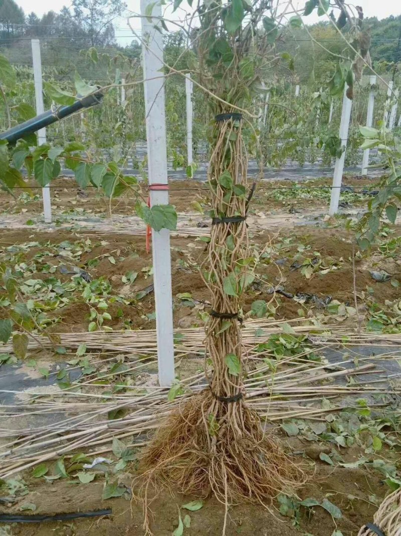 红阳，龙成二号，米良一号，金魁，海沃德，新西兰佳沛，