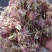 合欢花河南货质量好杂质少