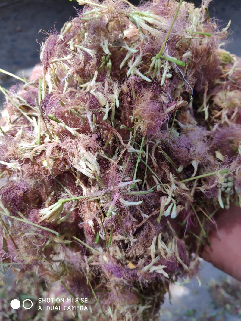 合欢花河南货质量好杂质少