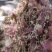 合欢花河南货质量好杂质少